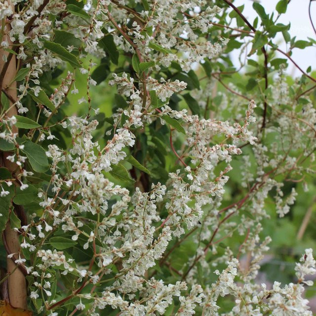 Schlingknöterich Weiß Fallopia aubertii im Topf, Höhe: 60 - 80 cm, Topf-Durchmesser: 17 cm - Bild 1