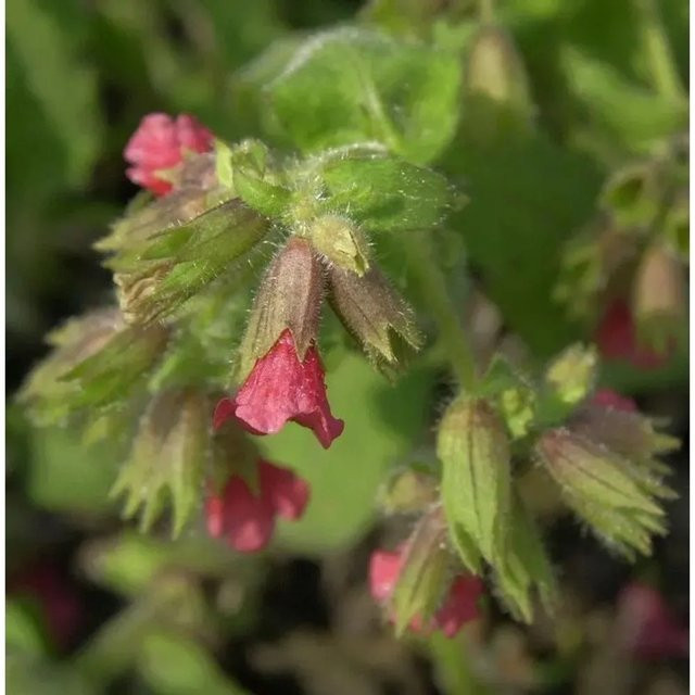 Lungenkraut Raspberry Splash Pulmonaria saccharata pink von Nr-01.de - Bild 1