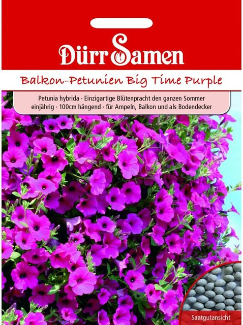 Dürr Petunien Purple Wave F1 Einjähriges Saatgut - Bild 1