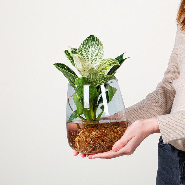 Philodendron Wasserpflanze in Glas mit grün-weißen gestreiften Blättern von BLUME2000 - Bild 1