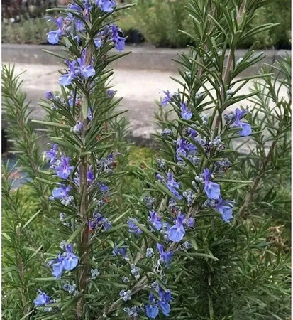 Rosmarin Corsican Blue Rosmarinus officinalis in Blau/Weiß