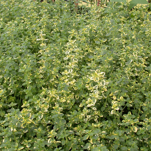 BIO Zitronen-Thymian Aureus Thymus x citriodorus Stauden von BLUME2000, 3 Stück - Bild 1