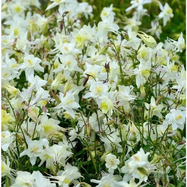 Garten-Akelei Winky White Aquilegia vulgaris als weiße Staude für dein Staudenbeet oder deinen Bauerngarten - Bild 1