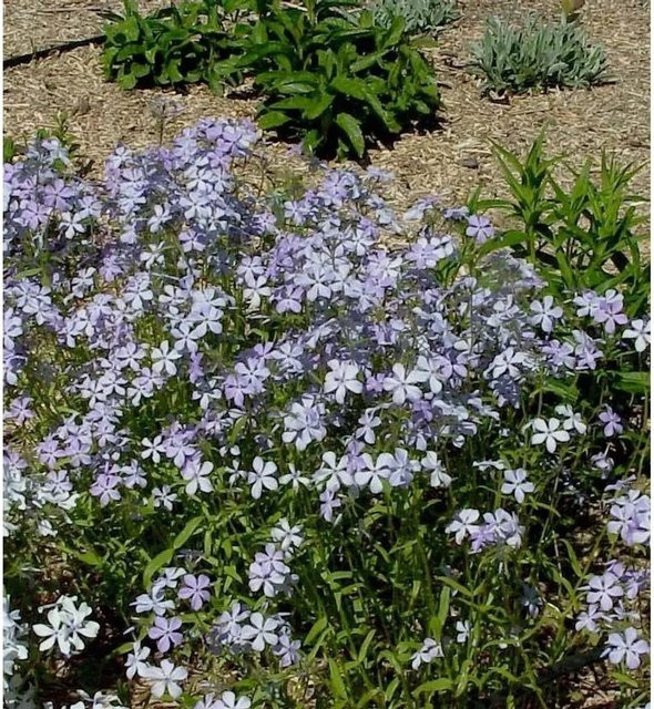 Phlox divaricata Clouds of Perfume Niedrige Flammenblume lila Stauden Bodendecker von Nr-01.de - Bild 1
