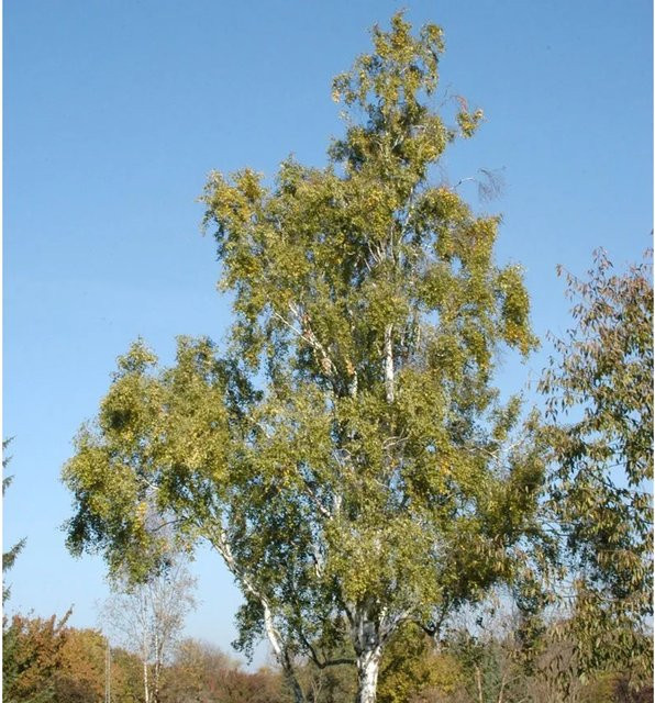 Säulenbirne Betula pendula Fastigiata Laubbaum von Nr-01.de in Grün, Höhe: 100-125 cm - Bild 1
