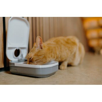 Cat Mate Einportions-Haustier-Futterautomat C100 in Weiß - Bild 2