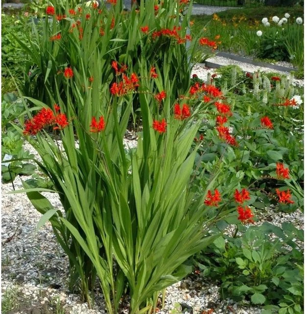Crocosmia Red King Monbretie - Rote Gartenstaude für Stauden- und Schnittblumengärten - Bild 1