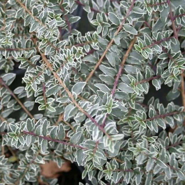 Arborix Heckenkirsche Silver Beauty Lonicera nitida als immergrüne Heckenpflanze im Container - Bild 1