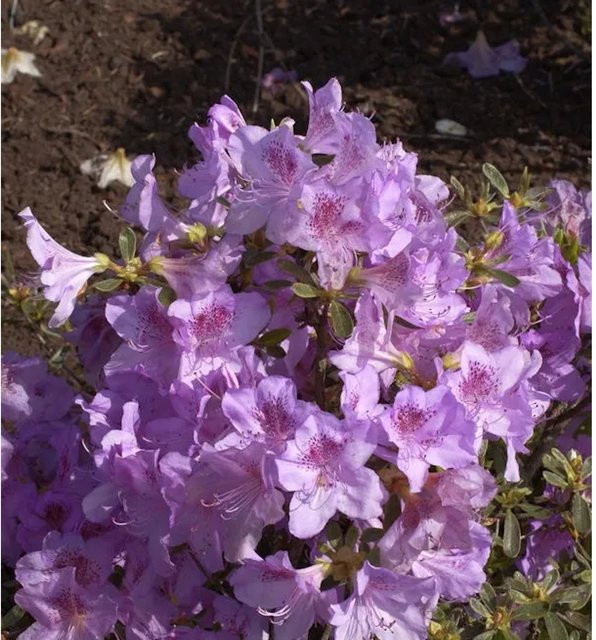 Japanische Azalee Ledikanense Rhododendron obtusum in Pink, Höhe: 40 cm - Bild 1