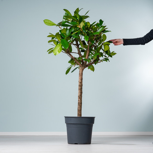 Afrikanischer Feigenbaum Ficus von BLUME2000, grüne Zimmerpflanze für den Innenbereich - Bild 1