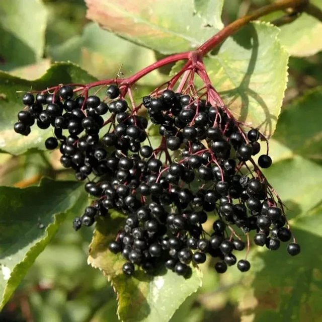 Sambucus nigra Schwarzer Holunder Strauch für deinen Garten, Höhe: 125-150 cm - Bild 1