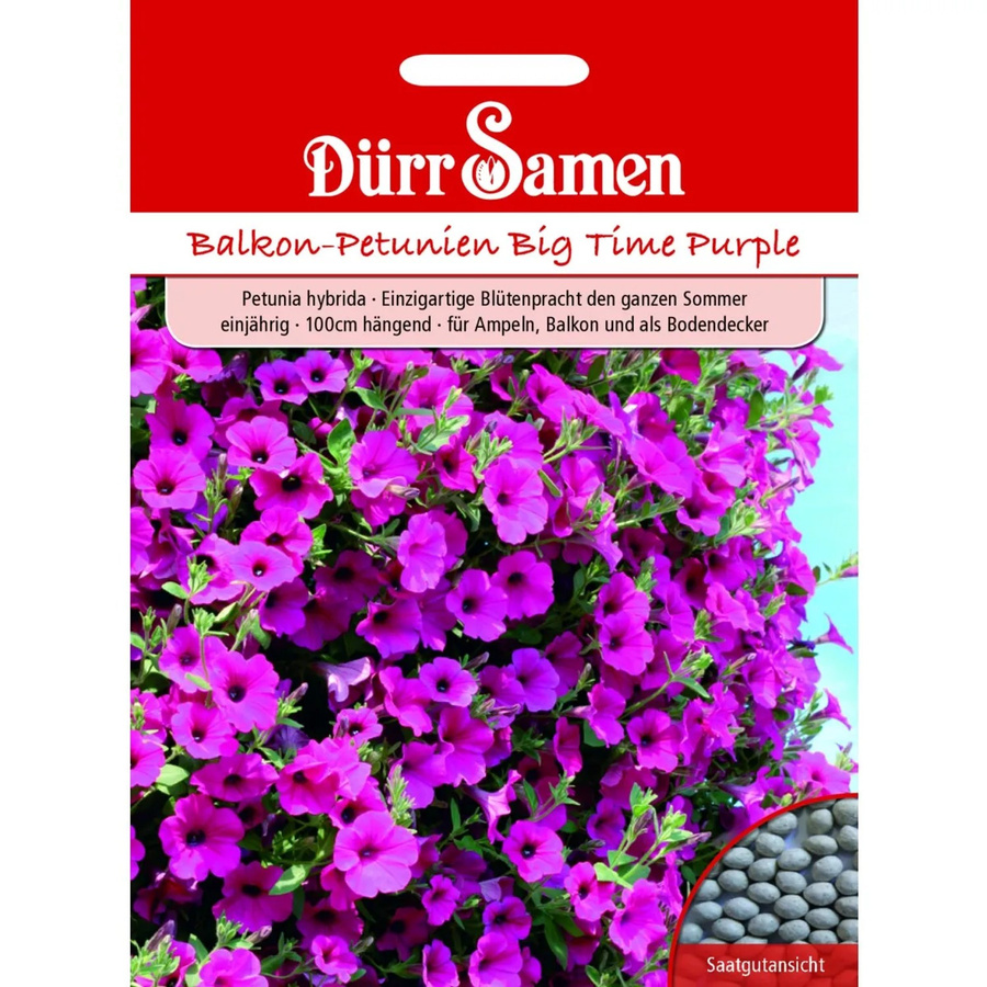 Dürr Petunien Purple Wave F1 Einjähriges Saatgut - Bild 2