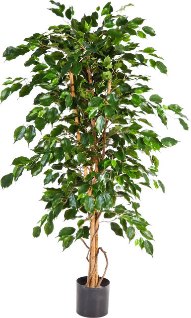 Künstlicher Gummibaum Karla von artplants, grün, Höhe: 120 cm - Bild 1