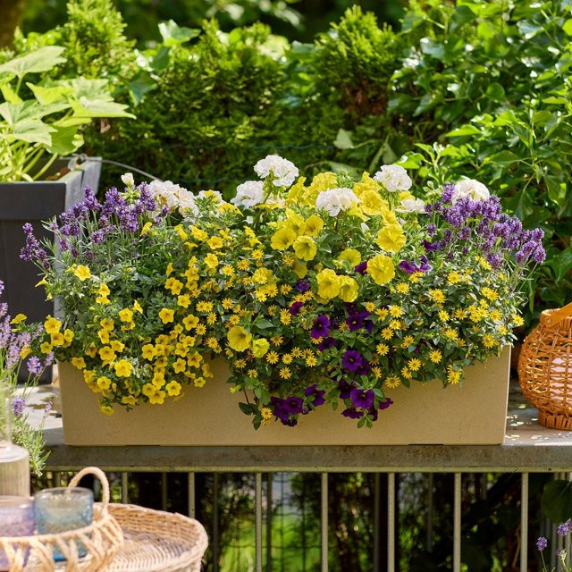 Bunte Balkonblumen Hitzeverträgliche Blütenfreude von Mein schöner Garten Shop, 9 Pflanzen, Lavandula in Gelb, Lila, Blau und Weiß - Bild 1