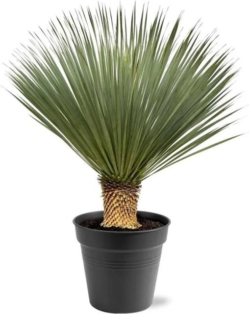 Exotenherz Palmlilie Yucca Rostrata im Topf, Höhe: 100-120 cm - Bild 1