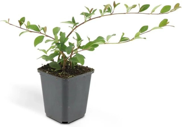 Exotenherz Bodendecker Cotoneaster Dammeri Teppich Zwergmispel Set mit 6 Pflanzen im 9cm Topf - Bild 1