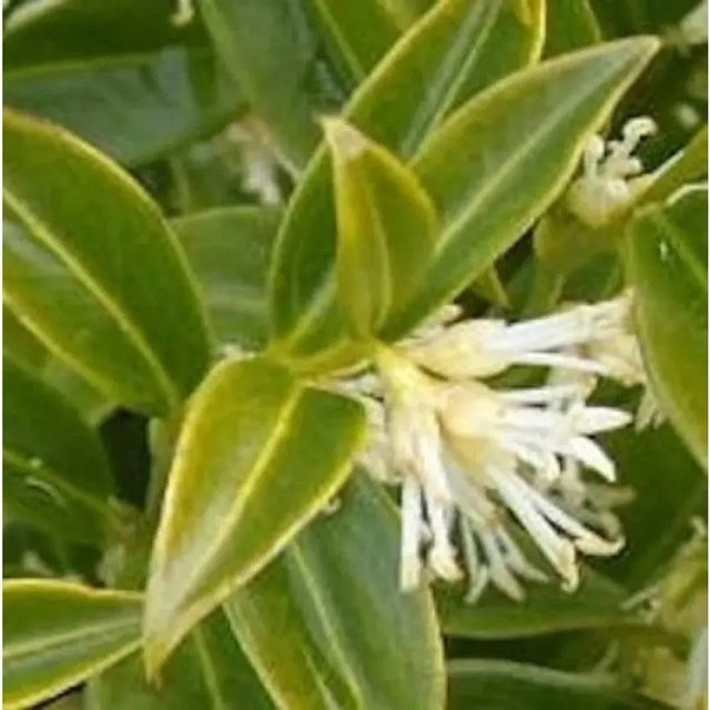 Sarcococca hookeriana Niedrige Himalaya Schleimbeere Kleinstrauch für den Garten Höhe: 30-40 cm - Bild 1