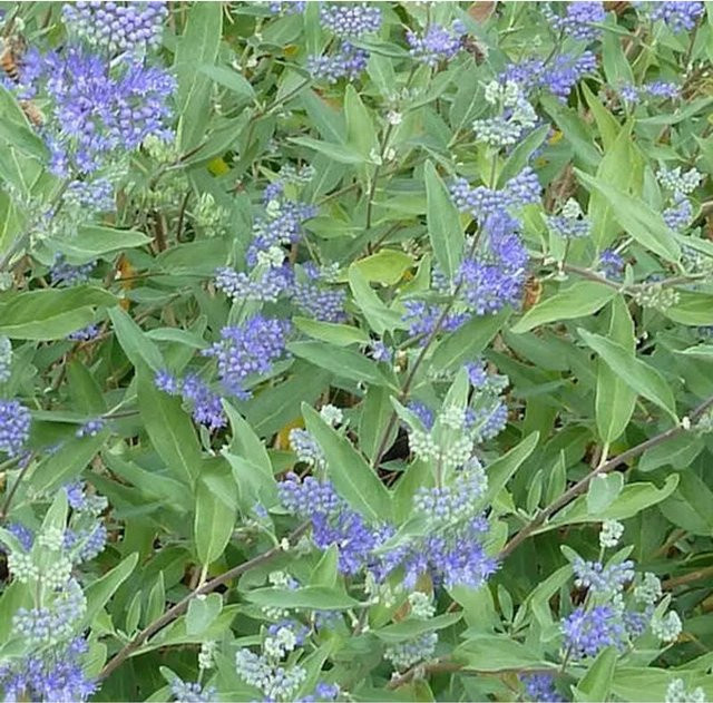 Caryopteris clandonensis Bartblume Blue Balloon blauer Zierstrauch für den Garten - Bild 1