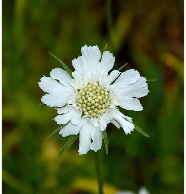 Scabiosa caucasica Kaukasus Skabiose Perfecta Alba weiße mehrjährige Beet- und Schnittblumenpflanze von Nr-01.de - Bild 1