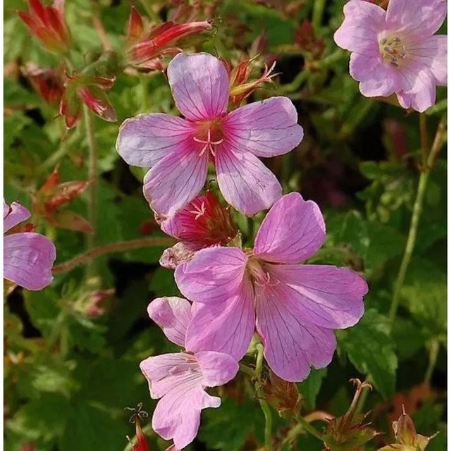 Storchenschnabel Rose Clair Geranium oxonianum pink als Bodendecker und Beetpflanze von Nr-01.de - Bild 1