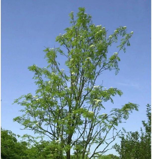 Eberesche Chinese Lace Sorbus aucuparia Baum, Höhe: 125-150 cm - Bild 1