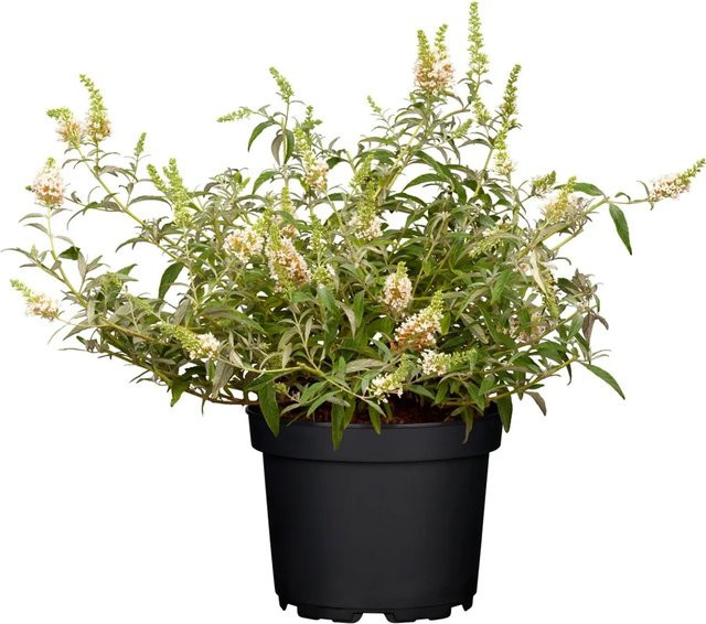Buddleja Berries & Cream Sommerflieder GROW by OBI pflegeleichter Zierstrauch in Cremefarben, Topf-Ø: 19 cm - Bild 1