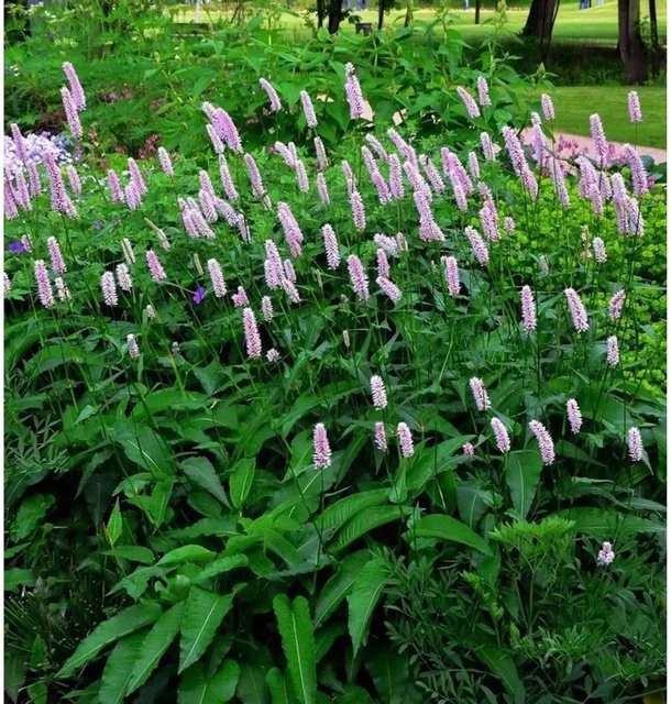 Wiesenknöterich Hohe Tatra Persicaria bistorta von Nr-01.de, mehrjährige Gartenpflanze in Pink/Purple - Bild 1