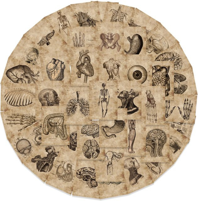 Rspctou Anatomie- und Physiologie-Körperorgane-Aufkleber, Cartoon-Sticker, multicolor - Bild 1