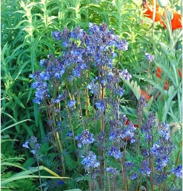 Jakobsleiter Purple Rain Polemonium yezoense lila mehrjährige Staude - Bild 1
