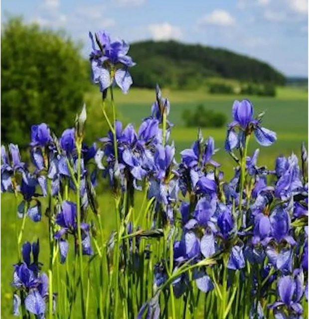 Sibirische Schwertlilie Annick Iris sibirica Stauden von Nr-01.de - Bild 1