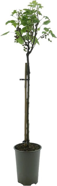 Schwarze Johannisbeere Titania Bio als Stamm Pflanze in Höhe ca. 60-70 cm - Bild 1