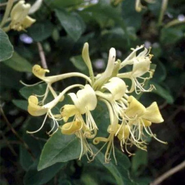 Duftende Wald-Geißschlinge Lonicera periclymenum als Kletterpflanze von Arborix, weiß, 50 bis 60 cm im Container - Bild 1