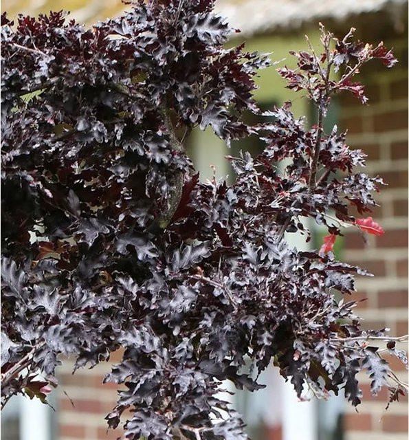 Hänge-Blutbuche Rohan Weeping Fagus sylvatica in Rot, 60-80 cm - Bild 1