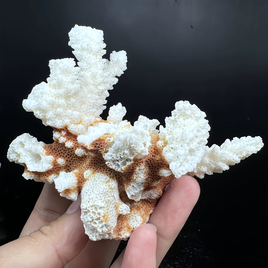 CrystalHola Natürlicher Korallenstein als Boho Blumen-Dekor und Schmuckorganizer in Weiß - Bild 2