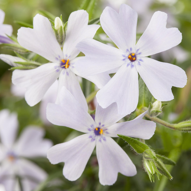 BIO Polsterphlox White Delight Phlox subulata Bodendecker von BLUME2000, 3 Stück - Bild 1