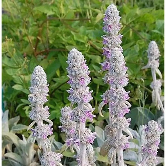 Wollziest Stachys byzantina als lila Blühpflanze und Bodendecker für deinen Garten - Bild 1
