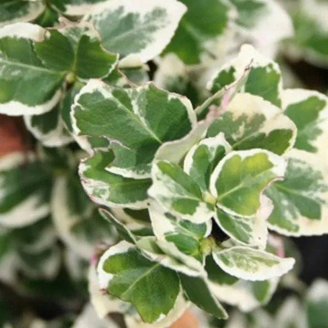 Arborix Kriechspindel Euonymus fortunei Emerald Gaiety, grün-weiße Zierpflanze, 40 bis 50 cm im Container - Bild 1