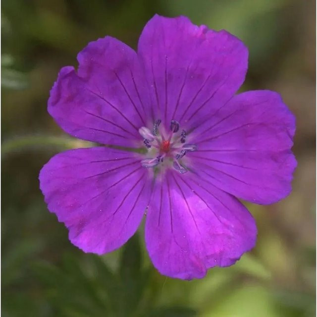 Nr-01.de Storchenschnabel Shooting Star Geranium sanguineum lila Stauden Bodendecker - Bild 1