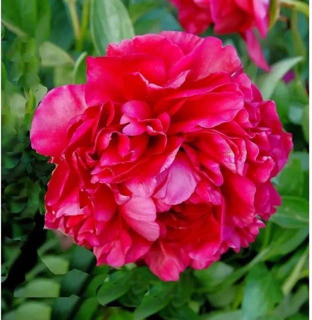 Edelpfingstrose Carol Paeonia actiflora in Pink für deinen Garten - Bild 1