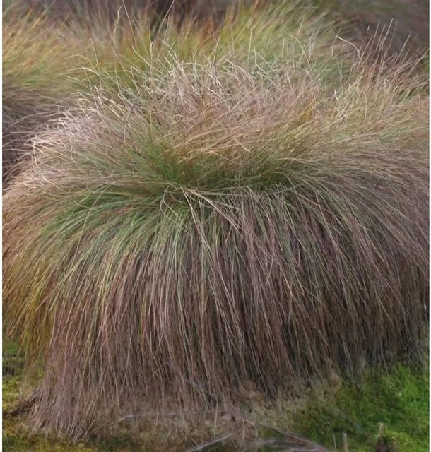 Carex comans Segge Bronze Perfection in Bronze und Braun - Bild 1