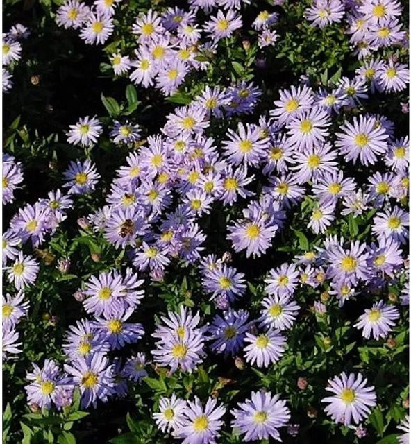 Aster dumosus Kissenaster Silberblaukissen als blühender Bodendecker in Blau und Silber - Bild 1
