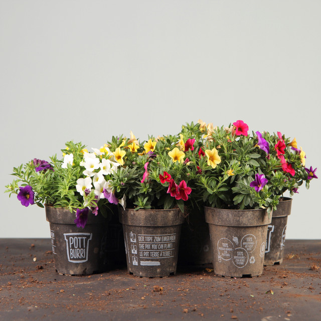 Pottburri Trio-Zauberglöckchen-Mix Calibrachoa, 6 Stück - Bild 1