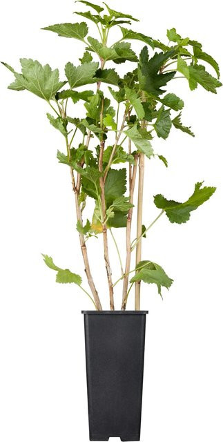 GROW by OBI Bio Weiße Johannisbeere Versailler Weiß Ribes Fruchtstrauch im Topf - Bild 1