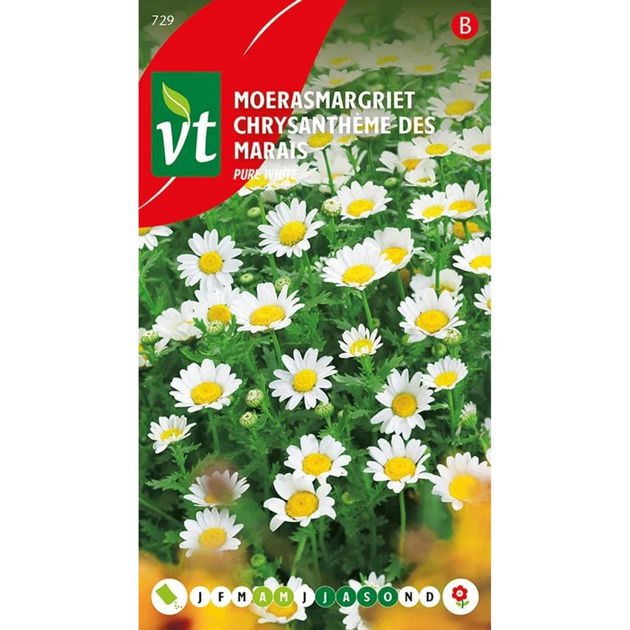 Arborix Sumpf-Chrysantheme Reines Weiß Samen für Garten und Zuhause, 0,5 g - Bild 2