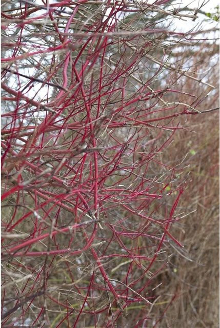 Cornus Alba Sibirica Hartriegel als leuchtend rote Heckenpflanze für den Garten, Höhe: 150–200 cm - Bild 1