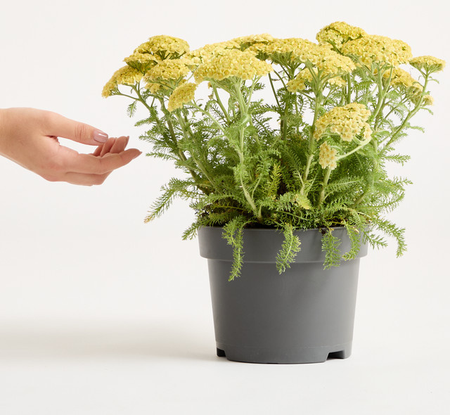 Gelbe Schafgarbe Achillea von BLUME2000 als mehrjährige Staude für Staudenbeete, Steingärten und Blumenkübel - Bild 1