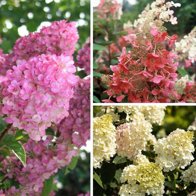 Rispenhortensien-Set von Mein schöner Garten Shop, 3 Pflanzen in Weiß, Rosa und Mehrfarbig - Bild 1