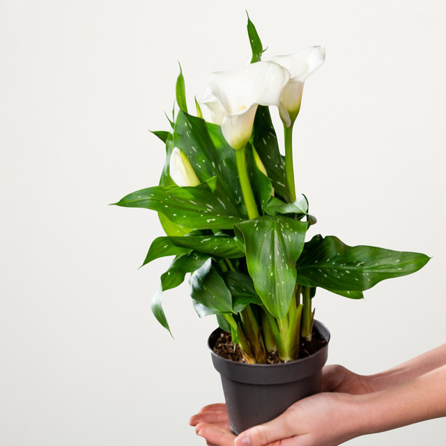 Afrikanische Calla Zantedeschia aethiopica von BLUME2000 in Weiß und Grün - Bild 1