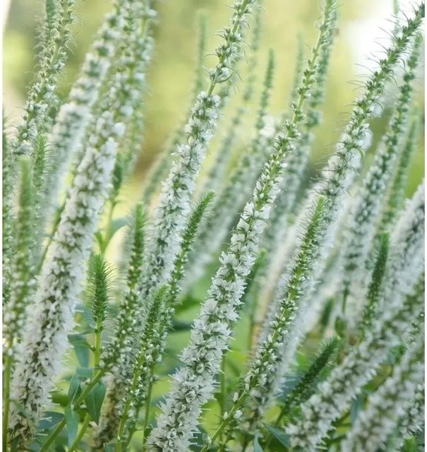 Polsterveronika First Lady Veronica spicata als mehrjährige Gartenpflanze - Bild 1