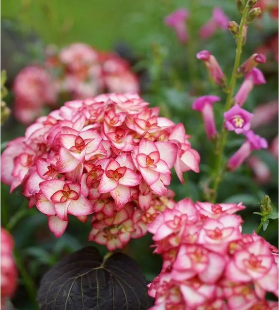Bauernhortensie Miss Saori Hydrangea macrophylla in Pink von Nr-01.de - Bild 1
